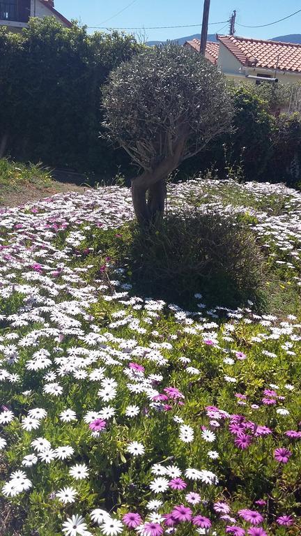 קאטו אלפוחוריון Sunset Beach House מראה חיצוני תמונה
